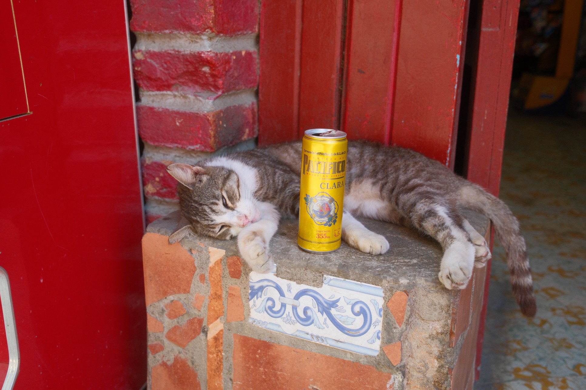 A photo of a cat napping next to a beer can in Yelapa