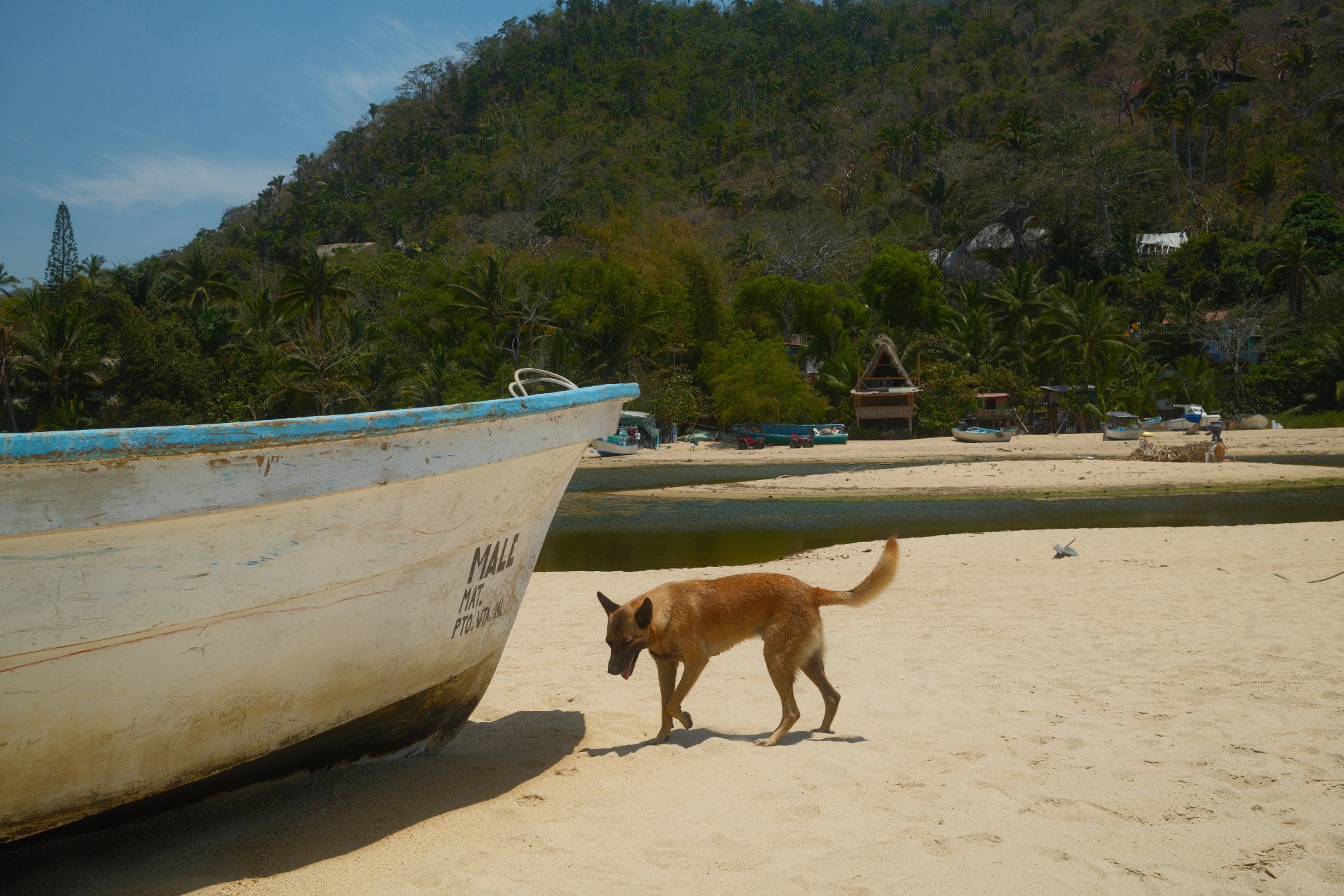 A photo of a stray dog on the Yelapa beach