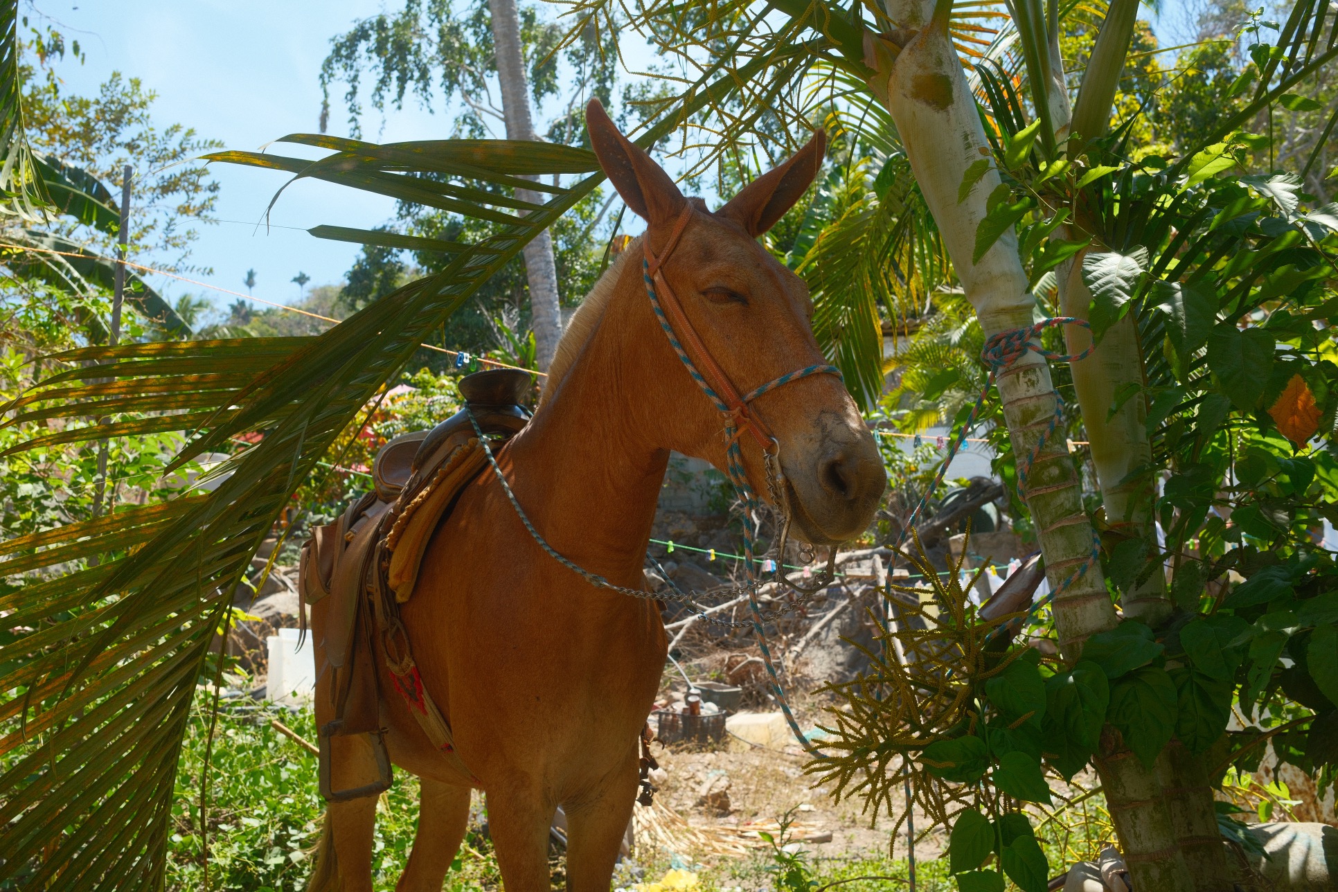 A photo of a donkey in Yelapa