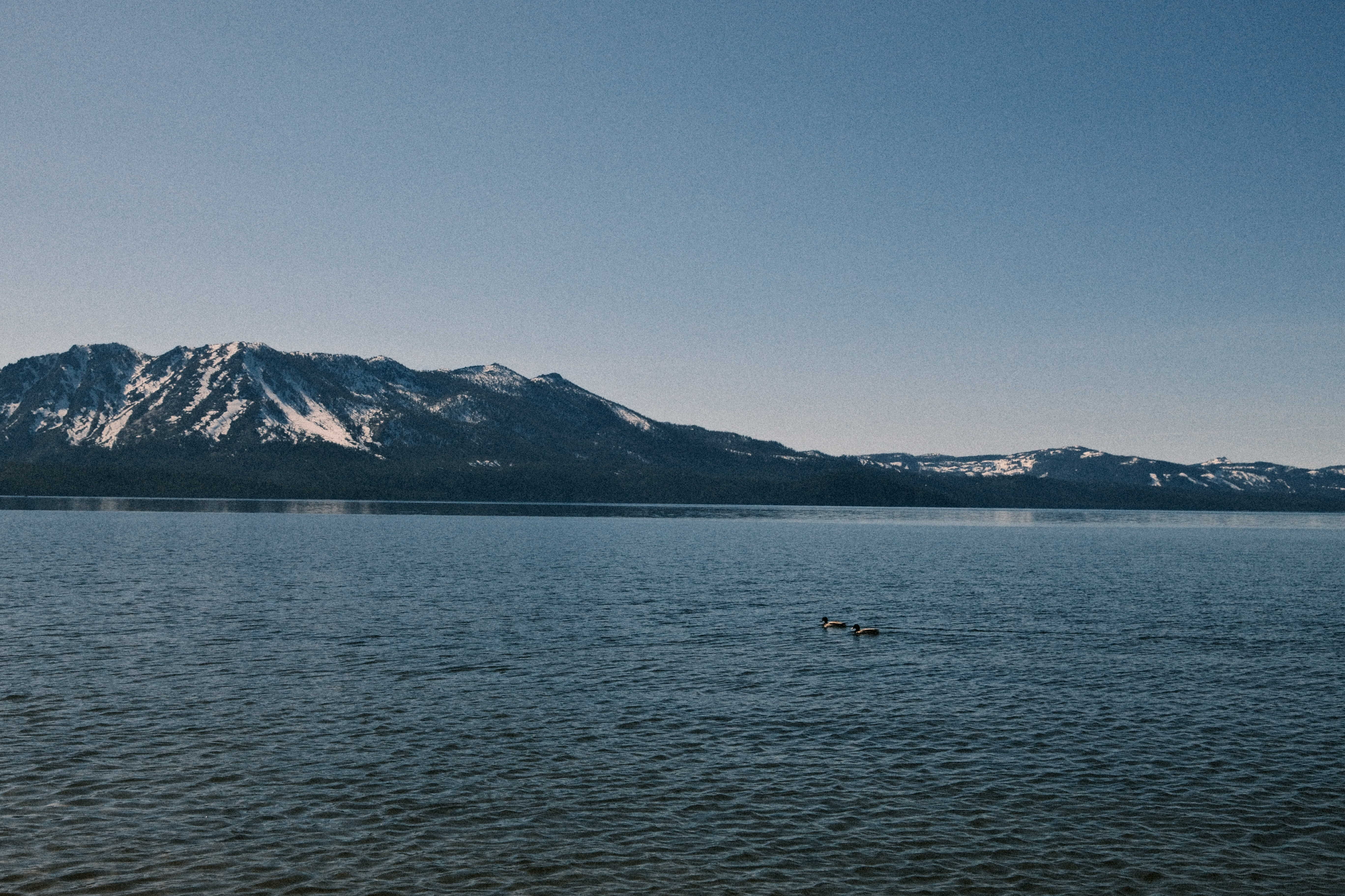 A photo of ducks off the beach Upper Truckee Marsh