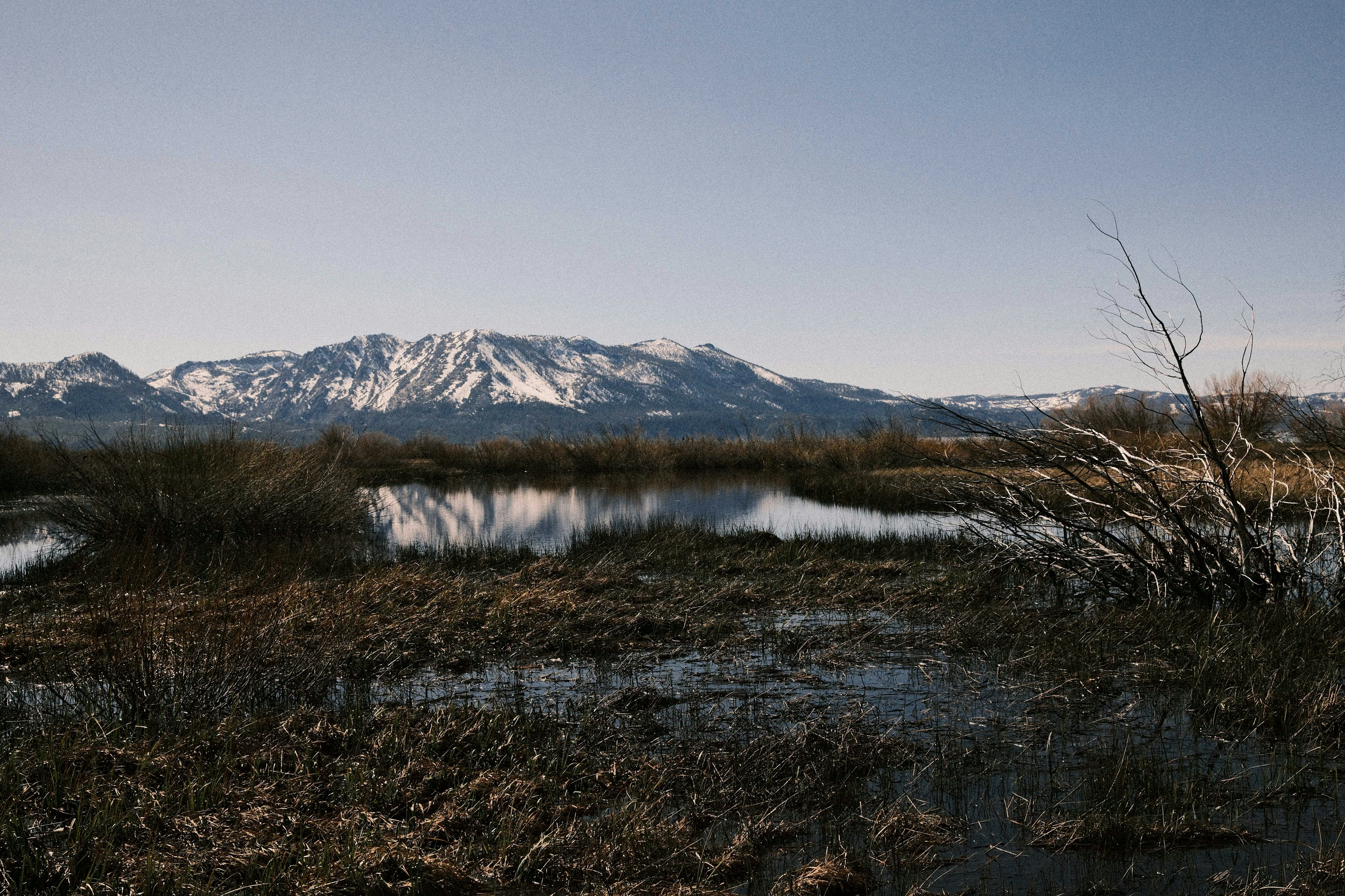 A photo of the the marsh land in Upper Truckee Marsh