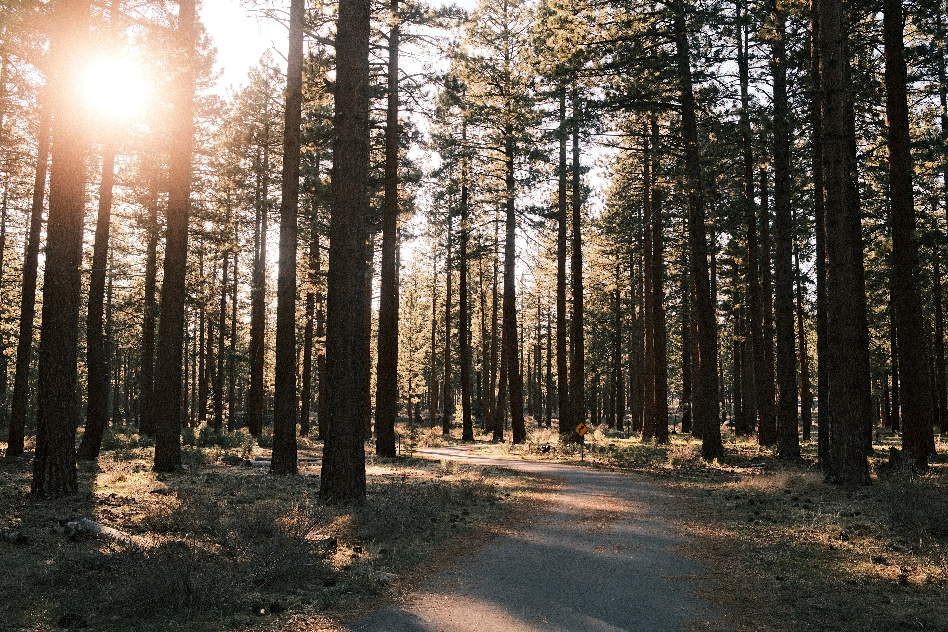 A photo of trees seen along the path.